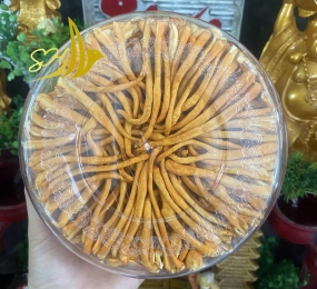 NẤM ĐÔNG TRÙNG HẠ THẢO ĐB (100G) 冬蟲夏草蘑菇 特級