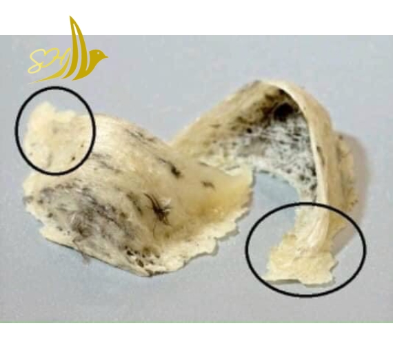 CHÂN YẾN TUA SỢI (25Gr) 燕角帶條