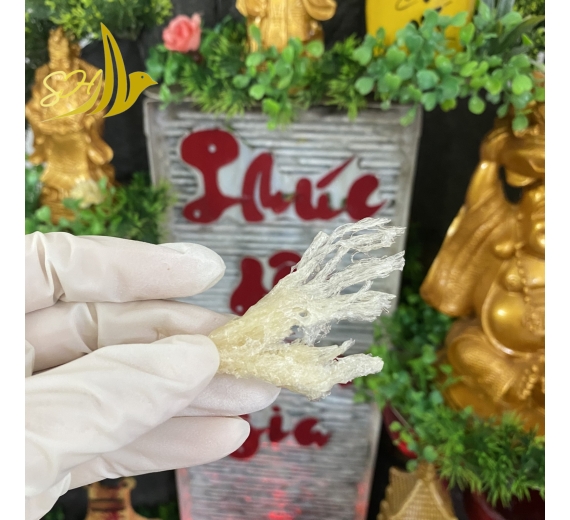 CHÂN YẾN TUA SỢI (500Gr) 燕角帶條