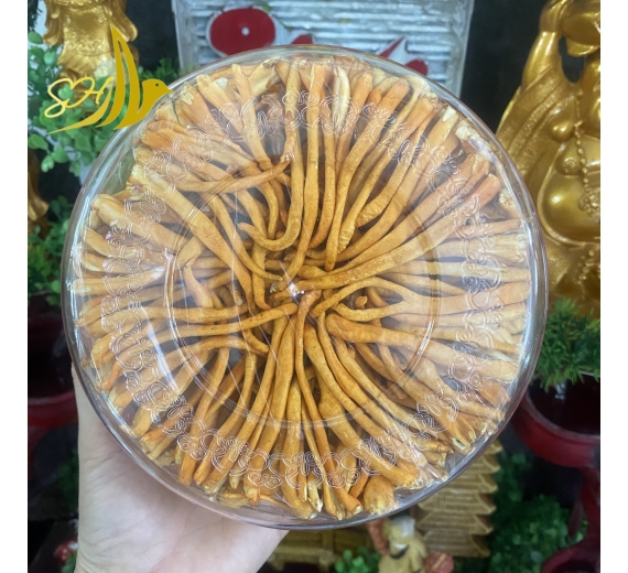 NẤM ĐÔNG TRÙNG HẠ THẢO ĐB (50G) 冬蟲夏草蘑菇 特級