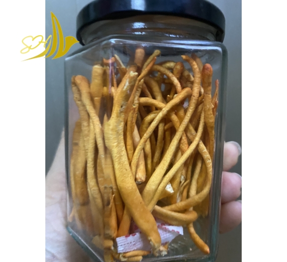 NẤM ĐÔNG TRÙNG HẠ THẢO ĐB (10G) 冬蟲夏草蘑菇 特級